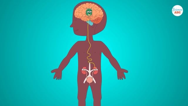 Emotions and the Brain: What is the limbic system? смотреть онлайн