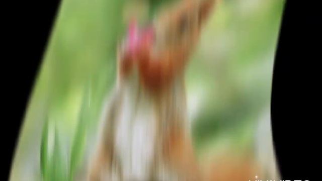 1.ВЕСЕЛЫЕ МИЛЫЕ ЖИВОТНЫЕ: animals, smile, funny animals, cute animals, звуки животных, sound animal смотреть онлайн