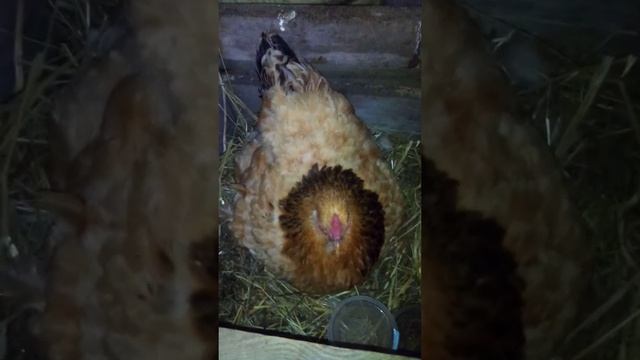 Курочка брама палевая села выводить цыплят смотреть онлайн