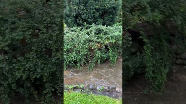 Весенняя обрезка кизильник горизонтального удалась ?все как хотела! смотреть онлайн