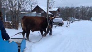 Запрягаем быка в сани