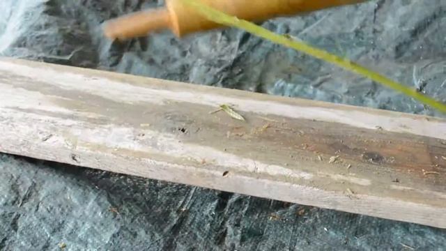 Processing Woodwardia смотреть онлайн