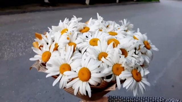 Монобукет из садовой Ромашки Контраст - Доставка цветов в Волгограде – DOBRO34.RU