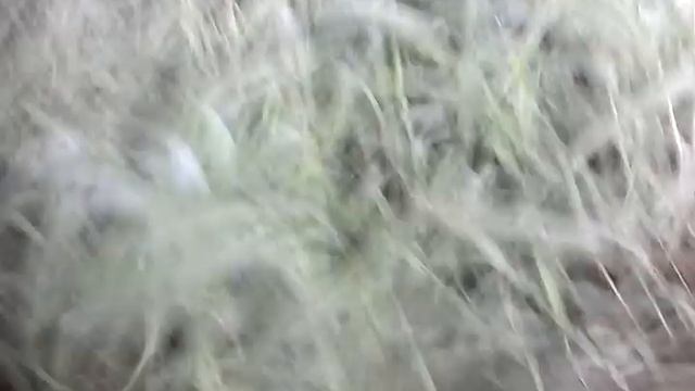 Ячмень на корм смотреть онлайн