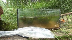 Биотопный аквариум.