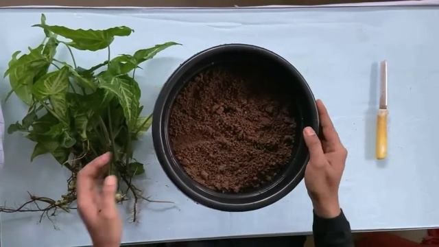 How To Make Syngonium More Bushy | Syngonium Easy Propagation | Low Light Indoor Plants смотреть онлайн