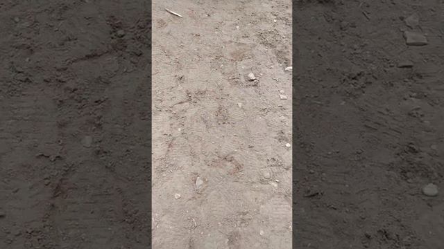 спорт для Данте -Кани Корсо не для него. 🤭 смотреть онлайн