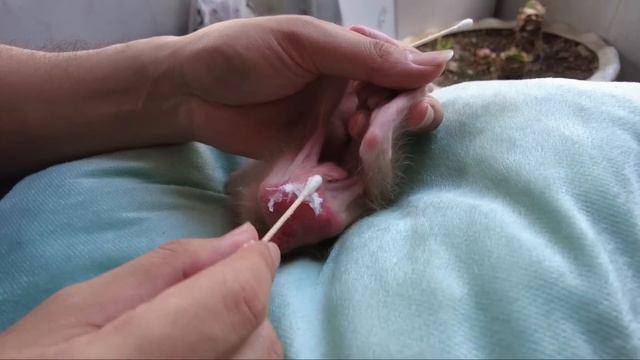 Baby monkey AKA Cried in Pain because His butt was Red and Inflamed смотреть онлайн