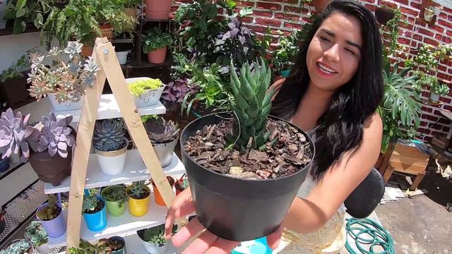 Suculentas De Todos Los Colores // RETO #MisSuculentasDeColor