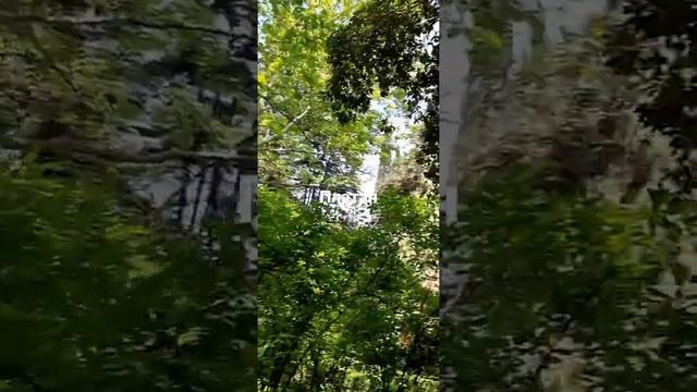 Дерево платан, Никитский ботанический сад смотреть онлайн