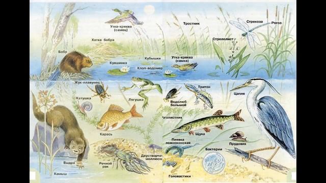 Окружающий мир 3 класс ч.1, тема урока "Водоём - дом из воды", с.110-115, Перспектива. смотреть онлайн