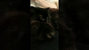 Интересные вопросы от кота!