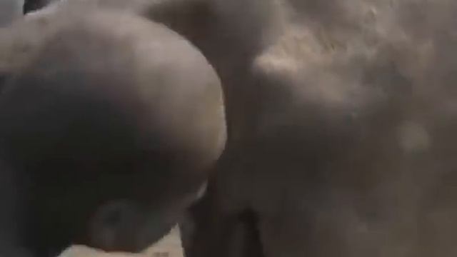 Как племя Динко в Африке добывает молоко