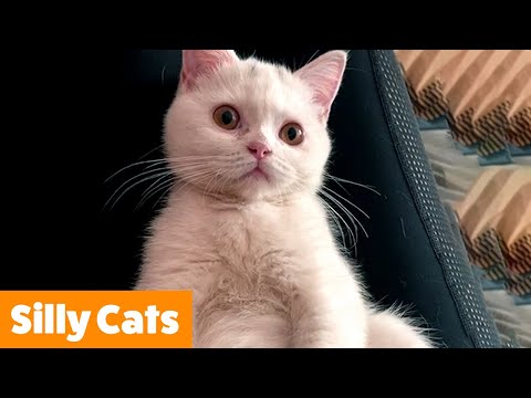 1 Hour of the Funniest Cats _ Funny Pet Videos.mp4 смотреть онлайн