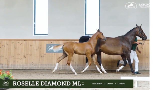 Baborówko Foal Auction 2023: Roselle Diamond ML (Chacfly PS x Casall) смотреть онлайн