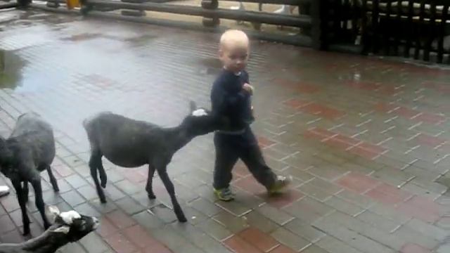 Бараны  атакуют.