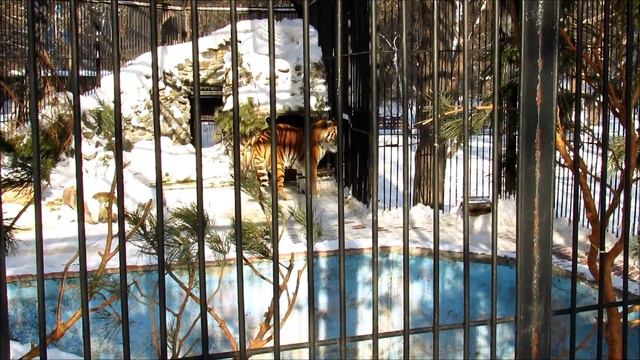 Амурский тигр Макс в вольере Ростика .09.02.19 г. смотреть онлайн