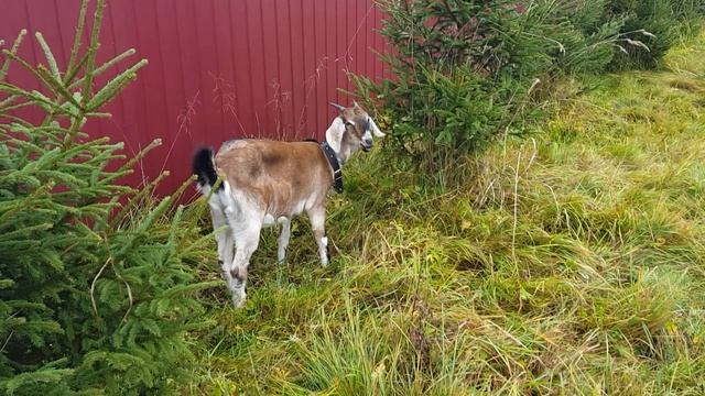 Наша новая коза Умка. смотреть онлайн