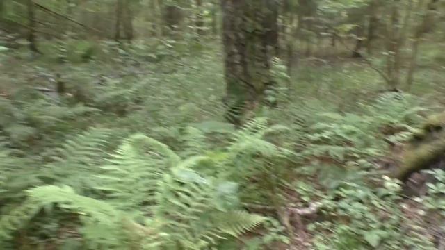 Поход за грибами. Грибы 2023 года. смотреть онлайн