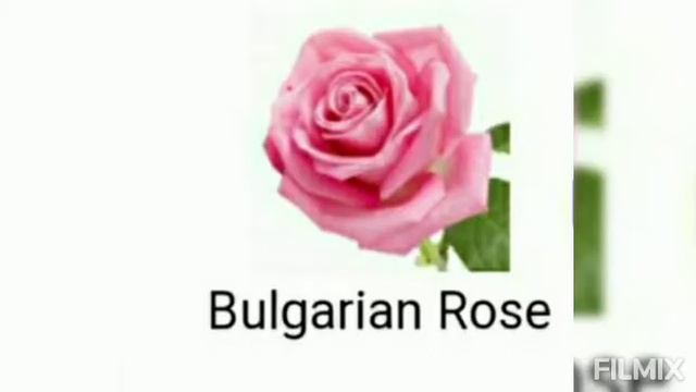 Valetino Donna - Valentino Fragrance Notes