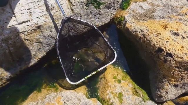 Креветка палемон элегантный Palaemon elegans смотреть онлайн