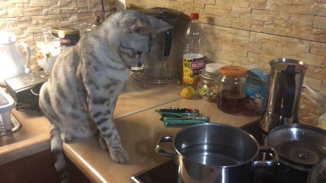 Бенгальский кот контролирует все, особенно приготовление пищи. 猫 смотреть онлайн