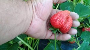 Клубника сорт Априка.