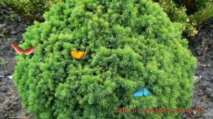 Ель канадская Альберта Глоба (picea alberta globe) ? обзор: как сажать, саженцы ели Альберта Глоба