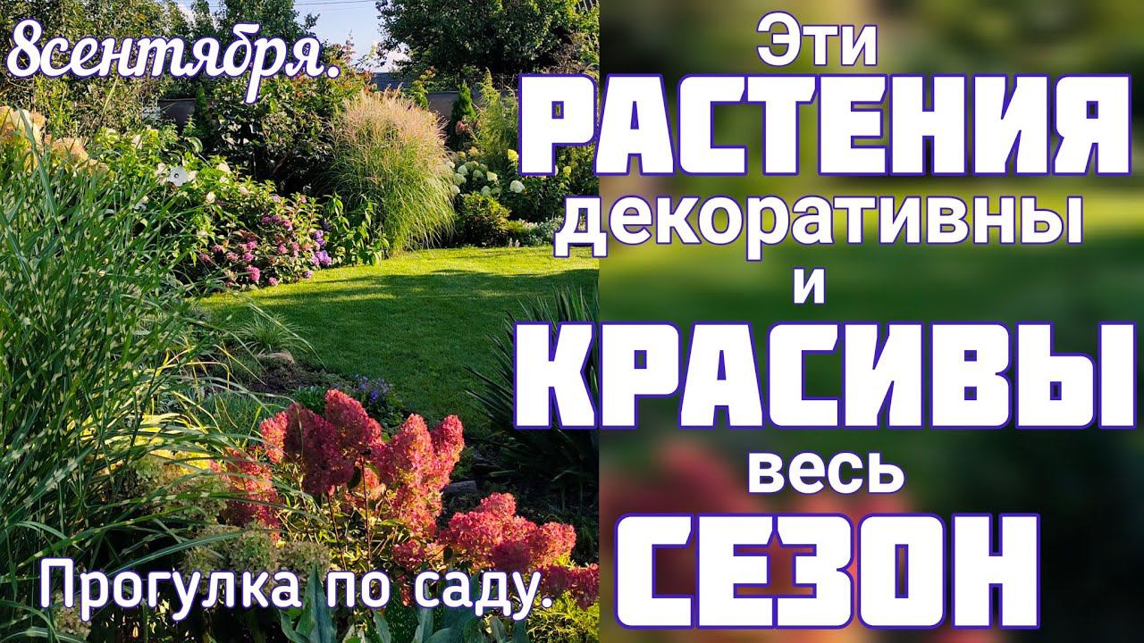 РАСТЕНИЯ которые держат КРАСОТУ сада , всегда АККУРАТНЫЕ + минимум забот и хлопот. смотреть онлайн