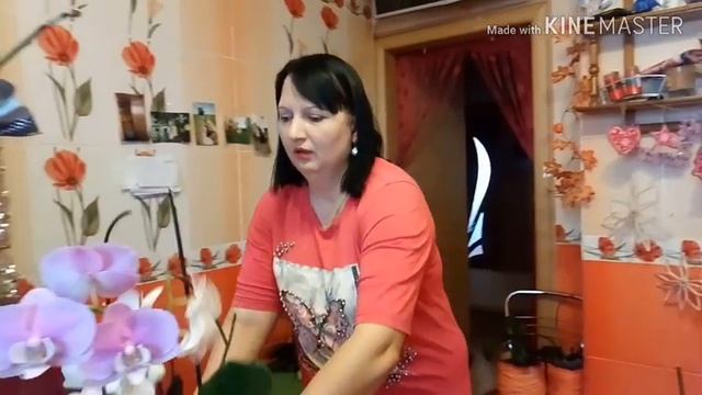 КАК ПОЛИВАТЬ ОРХИДЕИ ФАЛЕНОПСИС!?ПРАВИЛЬНЫЙ ПОЛИВ ОРХИДЕИ!?УХОД ЗА ОРХИДЕЯМИ ФАЛЕНОПСИС!?НОВОСТИ! смотреть онлайн