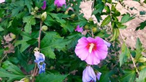 Красота природы. Лезгинский хлеб.Азербайджанские села.  #сагърайлезгияр