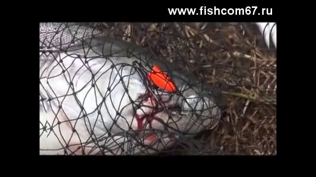 Рыбалка на Камчатке - чавыча смотреть онлайн