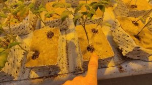 Прививка, ОДНО семя три Корня