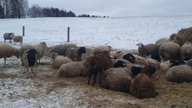 Помесь Дорпера/ выгода и окупаемость Племенного барана/ расчёт на пальцах смотреть онлайн