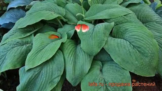 Хоста гибридная Ти Рекс (hosta t rex) ? Ти Рекс обзор: как сажать, рассада, саженцы хосты Ти Рекс смотреть онлайн
