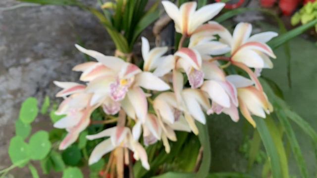 275-Cymbidium orchid#spring garden смотреть онлайн