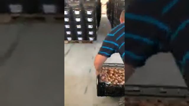 Луковицы тюльпанов 2019 смотреть онлайн