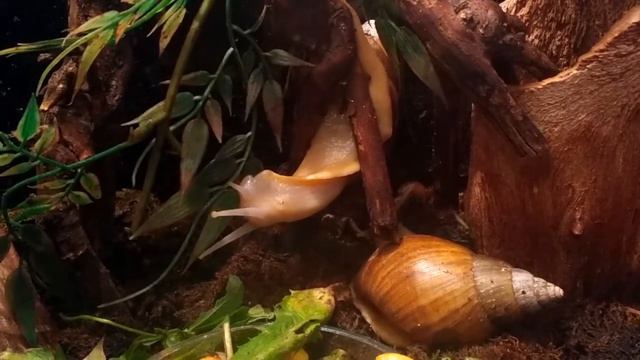 Несколько слов об очаровательном вредителе