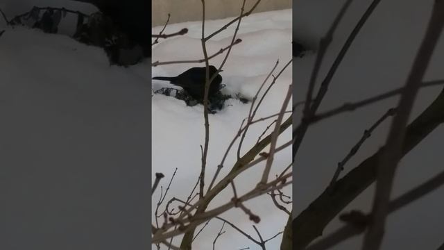 Северная черная мухоловка смотреть онлайн