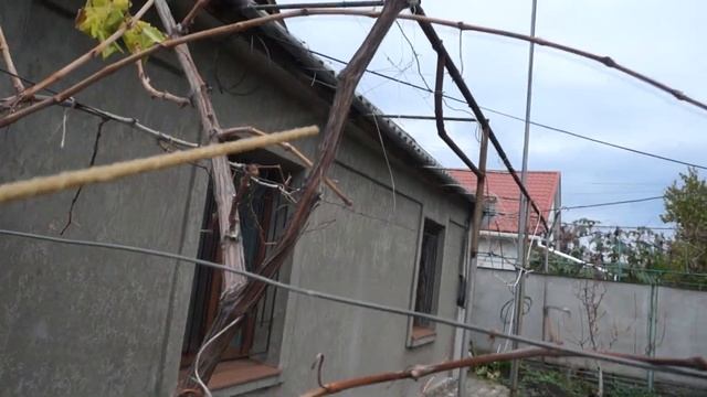 Что будет если игнорировать нормировку молодых кустов винограда. Частая ошибка молодых виноградарей смотреть онлайн