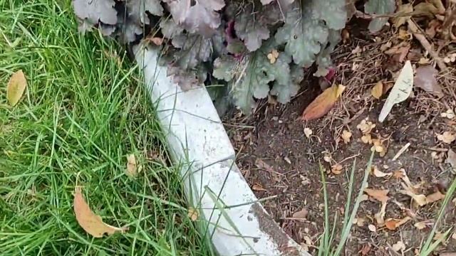 Подготовка метельчатых гортензий к зиме. Обрезать соцветия или нет? смотреть онлайн