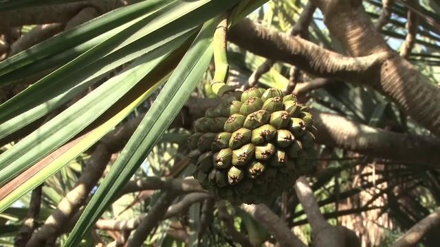 Florida Travel: St. Petersburg's Sunken Gardens: A Florida Classic смотреть онлайн
