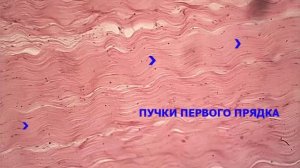 Гистологический препарат «Сухожилие телёнка. Плотная оформленная соединительная ткань»