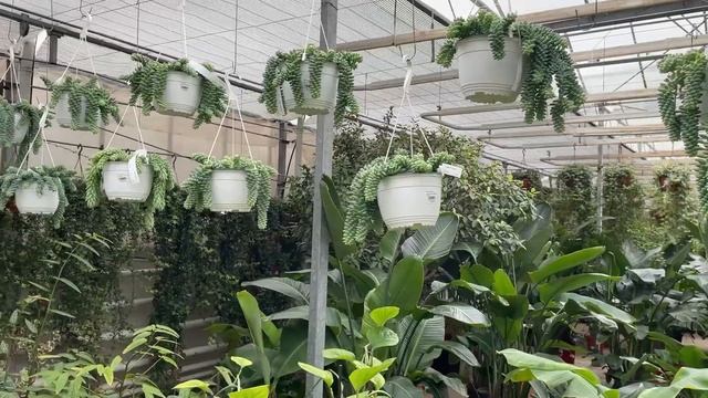 Sedum Morganianum Care Tips || DONKEY TAIL CARE TIPS! || смотреть онлайн