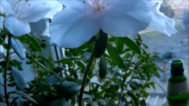 Просто утро 2016 года ,первого января. смотреть онлайн