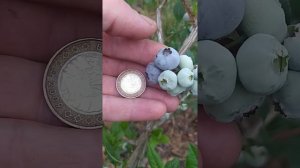 Первая ягода на голубике. Обзор по сортам. Дюк,Патриот,Блюкроп,Торо.