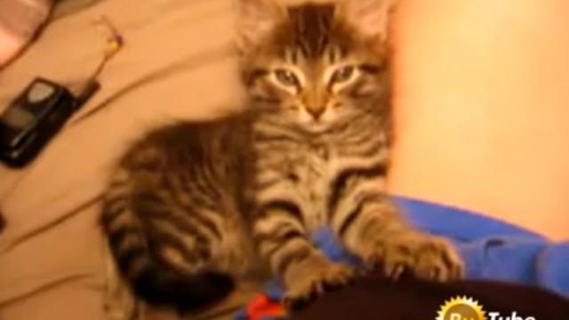 Кошка засыпает за массажем смотреть онлайн