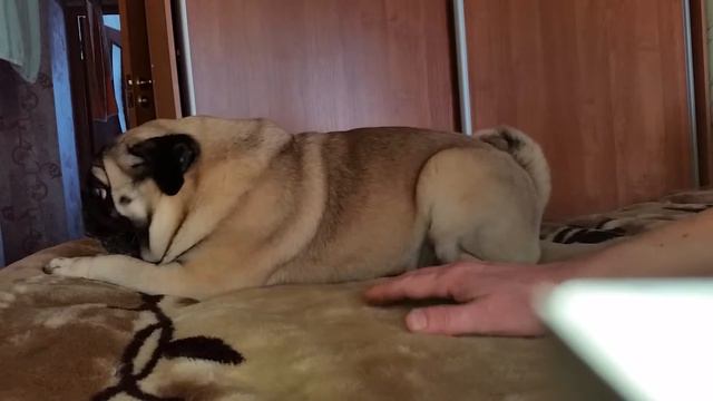 жадный мопс смотреть онлайн