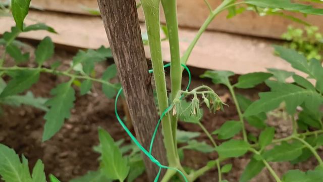 Как растут томаты в тени смотреть онлайн