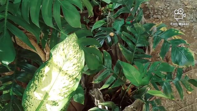 Dragon Tail or Tibatib plant ( Epipremnum Pinnatum ) смотреть онлайн